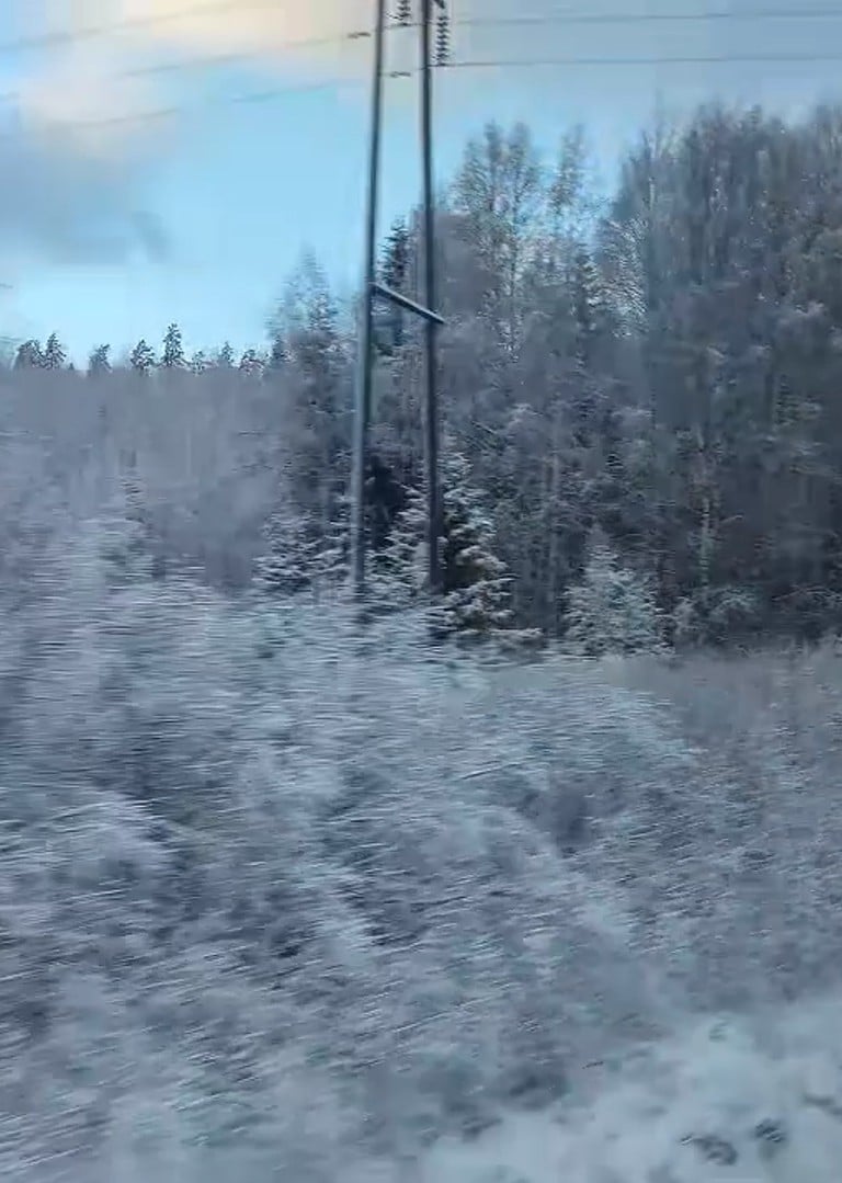 image of snow covered trees